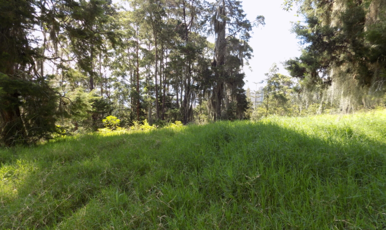 Lote Campestre Sector Montessori Parte Alta de Envigado
